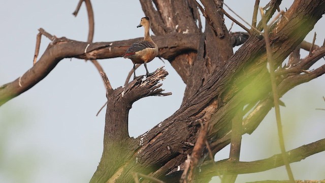 Lesser Whistling-Duck - ML645164813