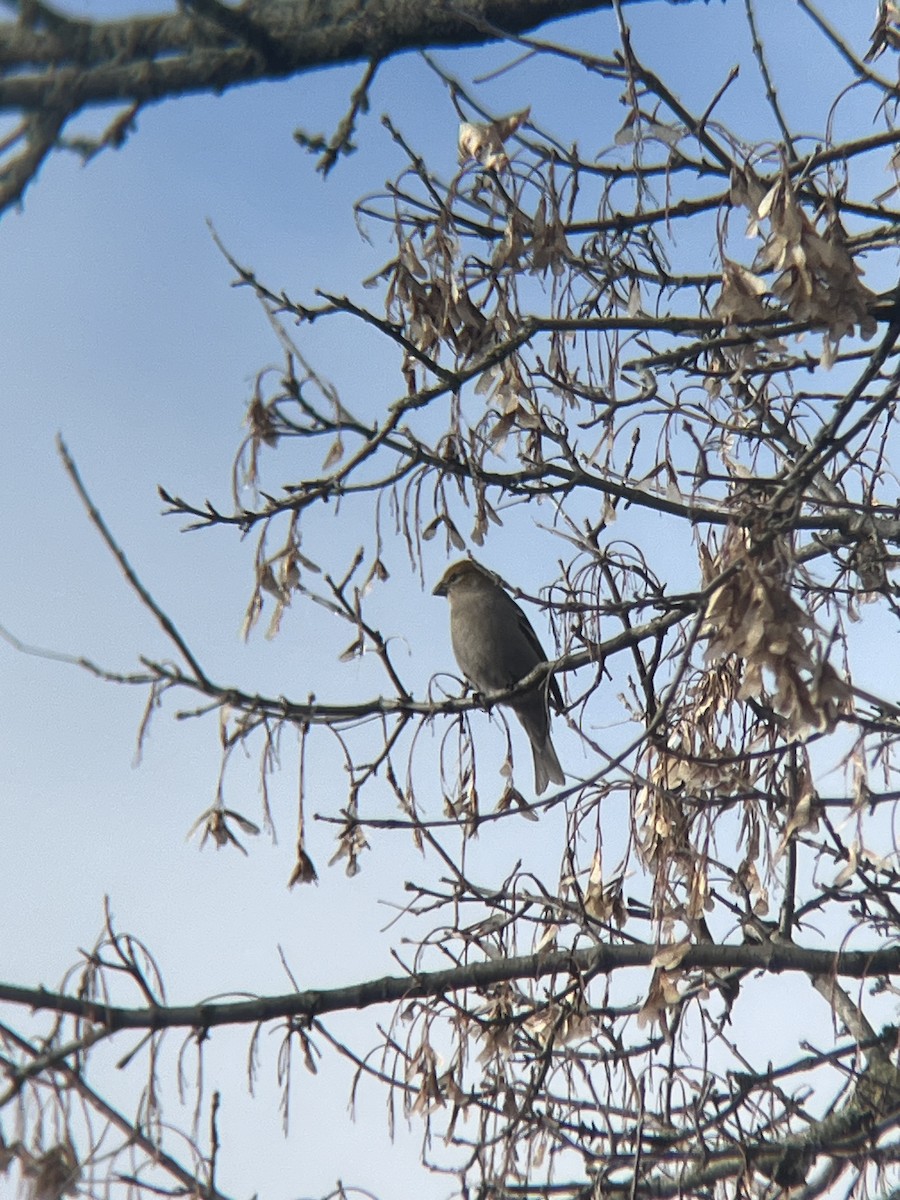 Hakengimpel - ML645164821