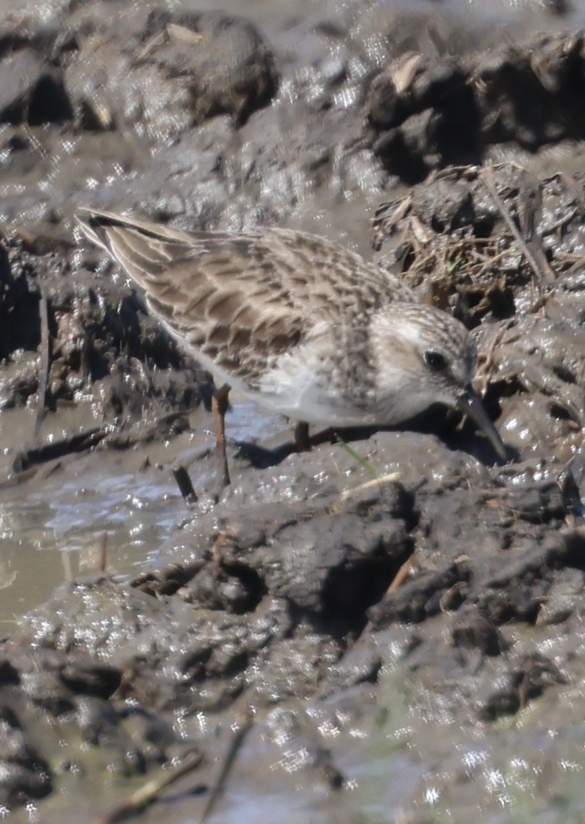 Txirri nanoa - ML645164831