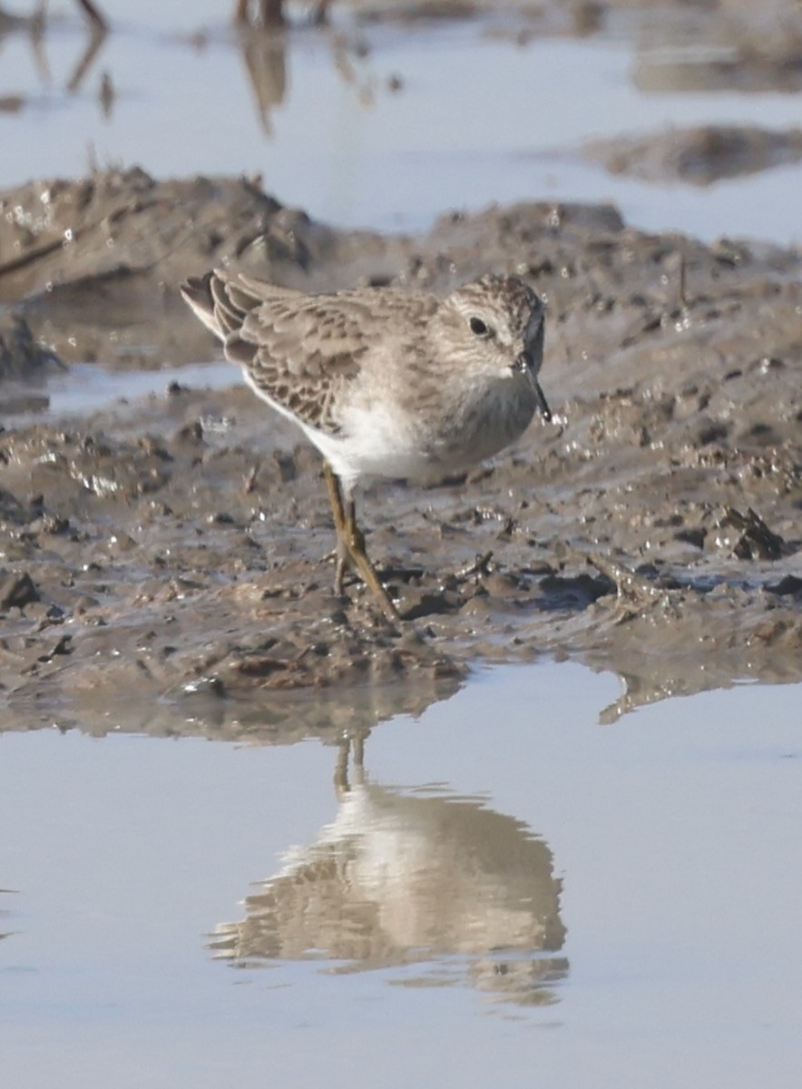 Txirri nanoa - ML645164832