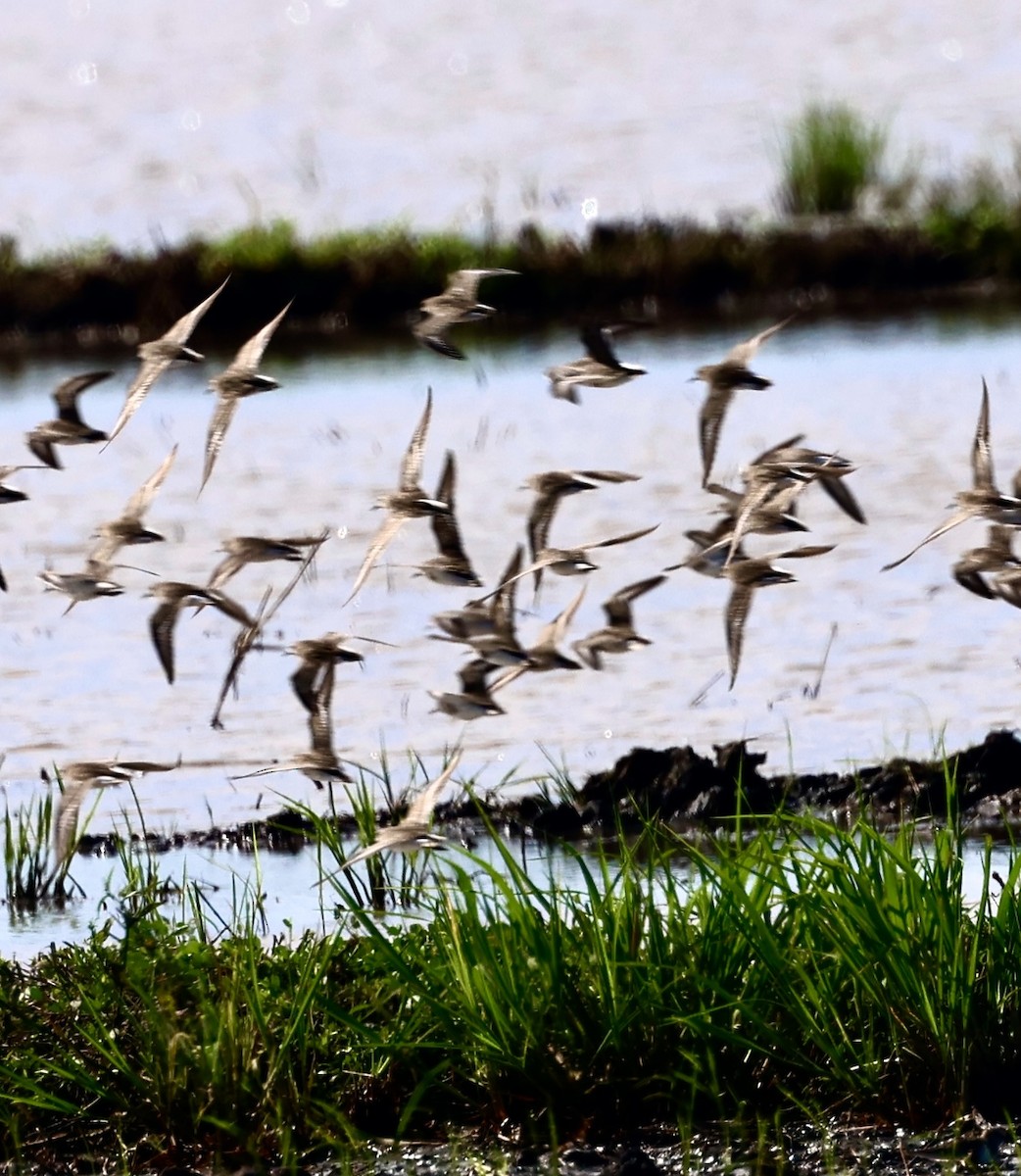 Txirri nanoa - ML645164833