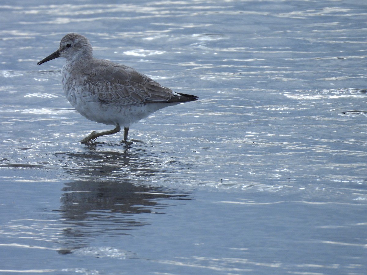 חופית להקנית - ML645164851