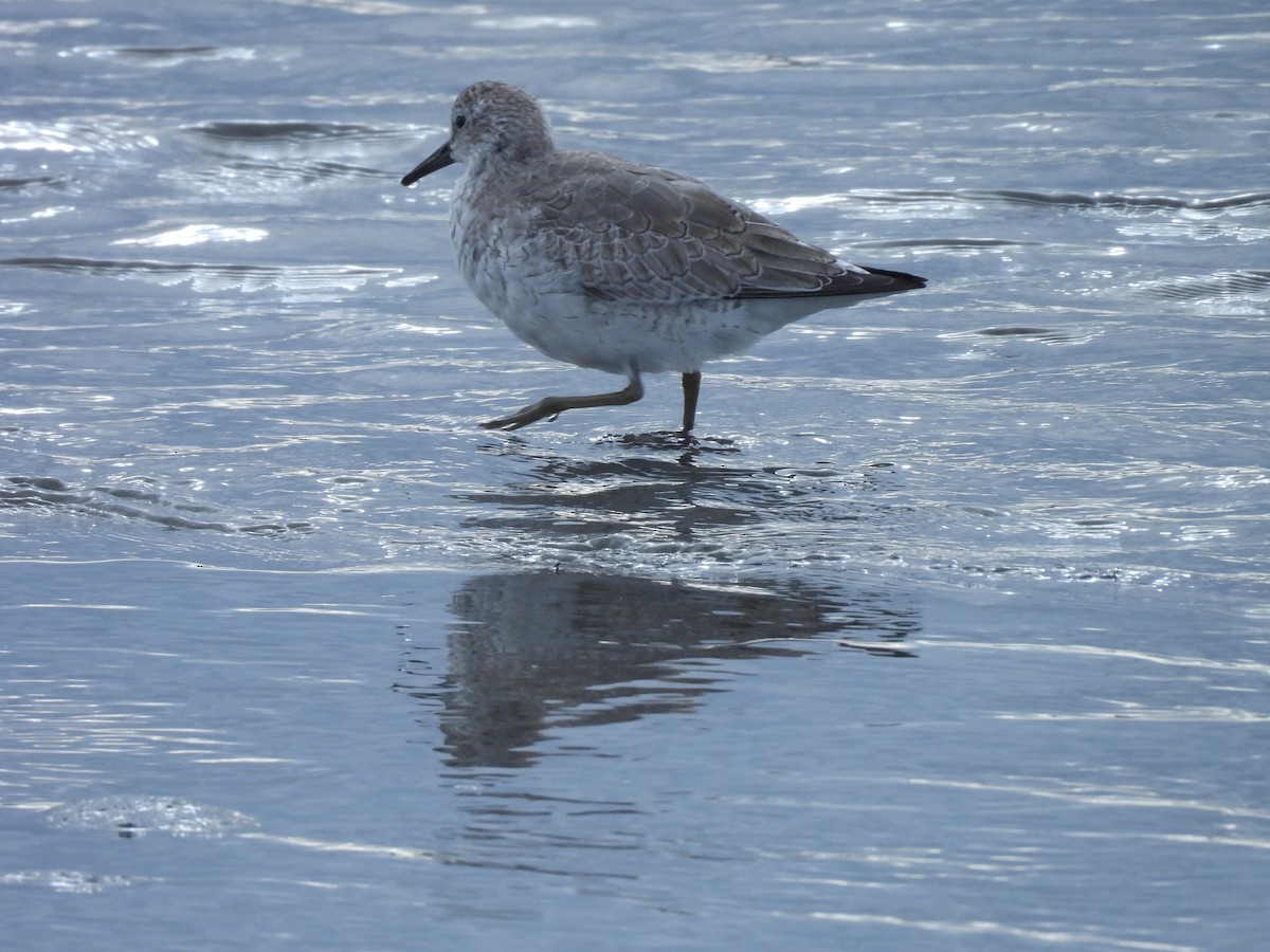 חופית להקנית - ML645164852
