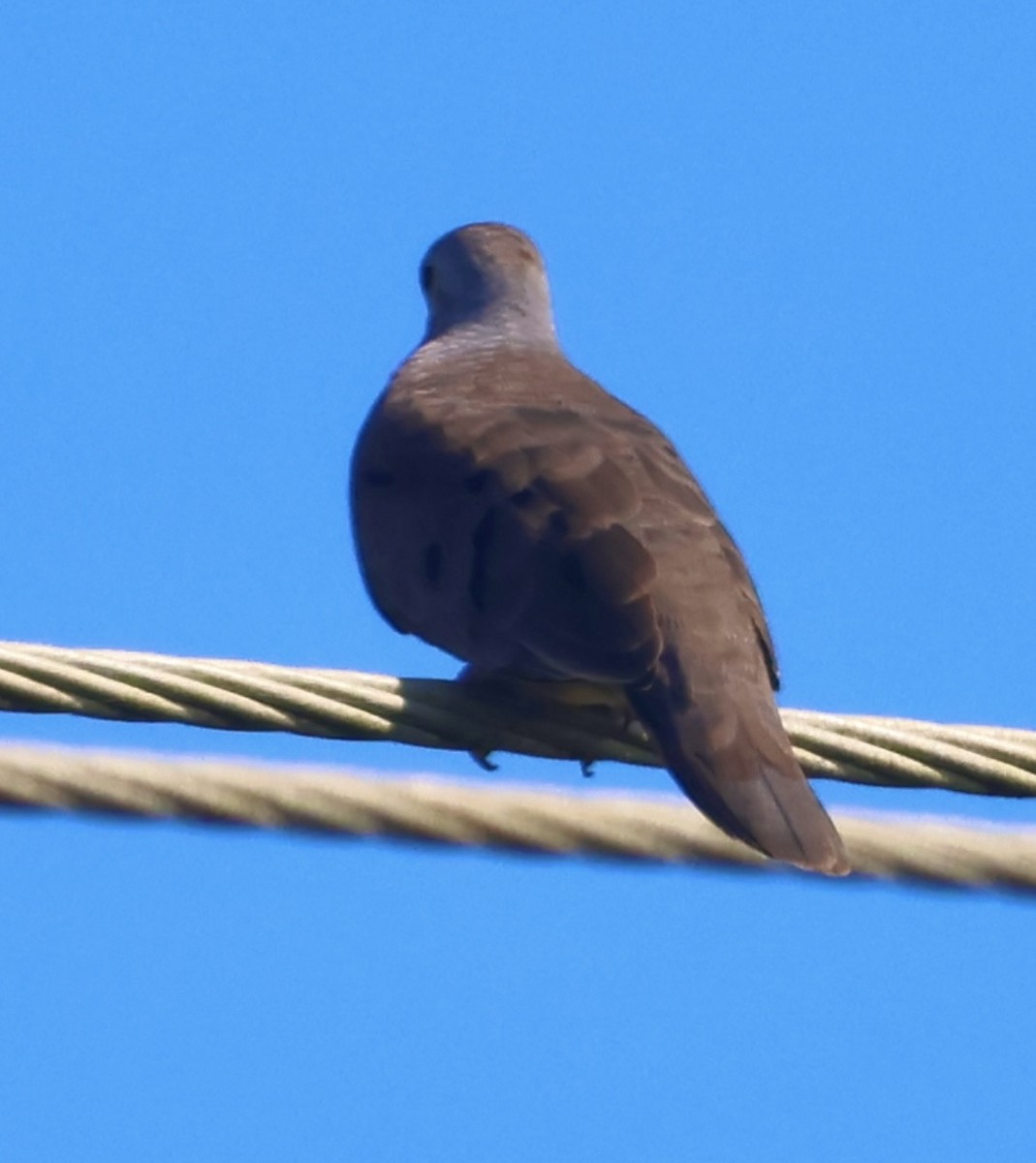 Plain-breasted Ground Dove - ML645164868