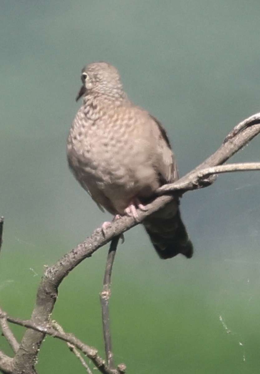 Common Ground Dove - ML645164884