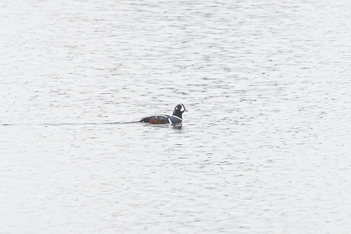 Palyaço Ördeği - ML645164903