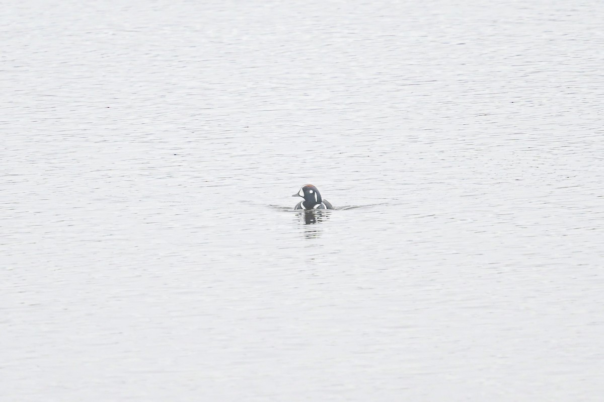 Palyaço Ördeği - ML645164911