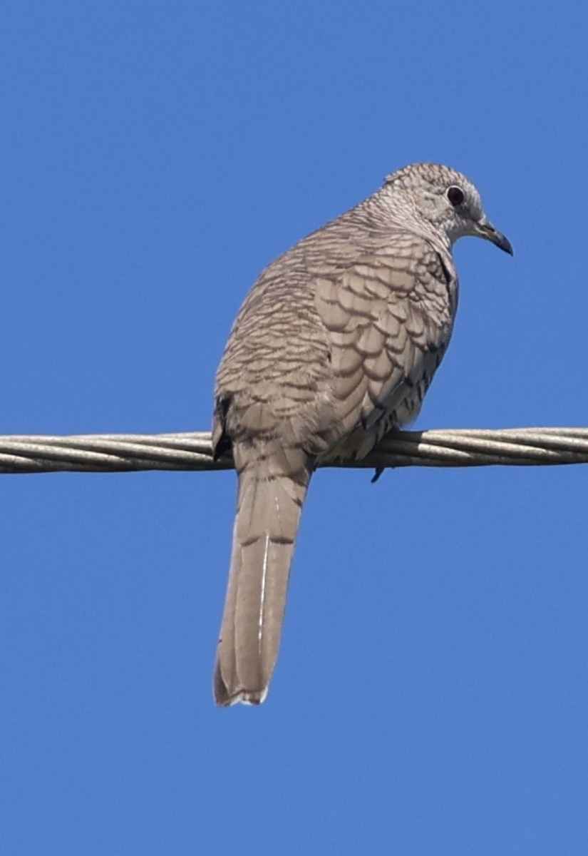 Inca Dove - ML645164915