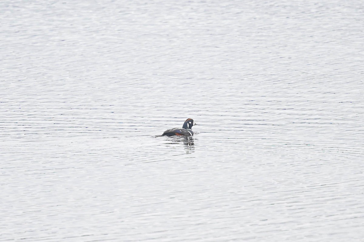 Palyaço Ördeği - ML645164921