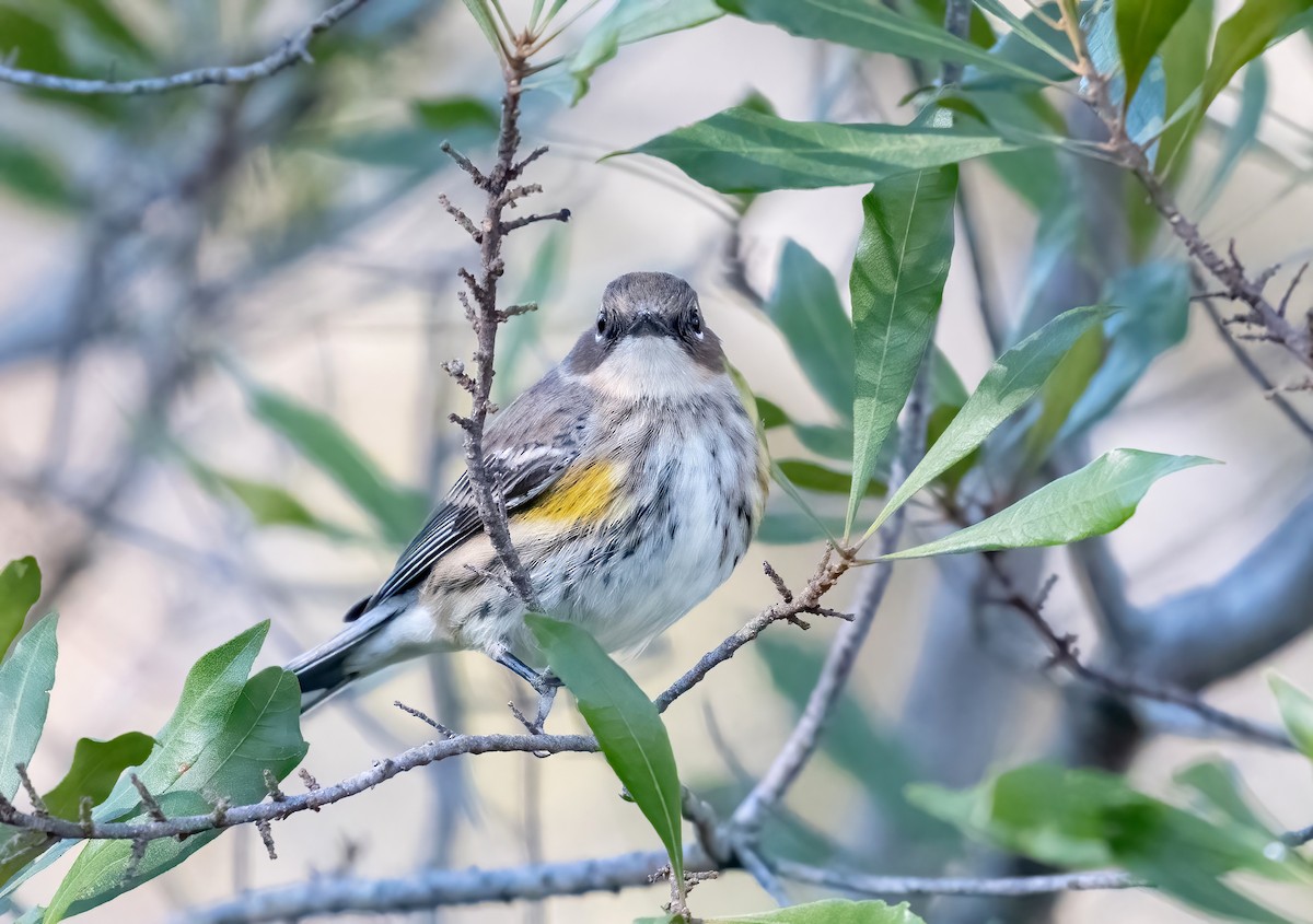 Taçlı Ötleğen - ML645164923