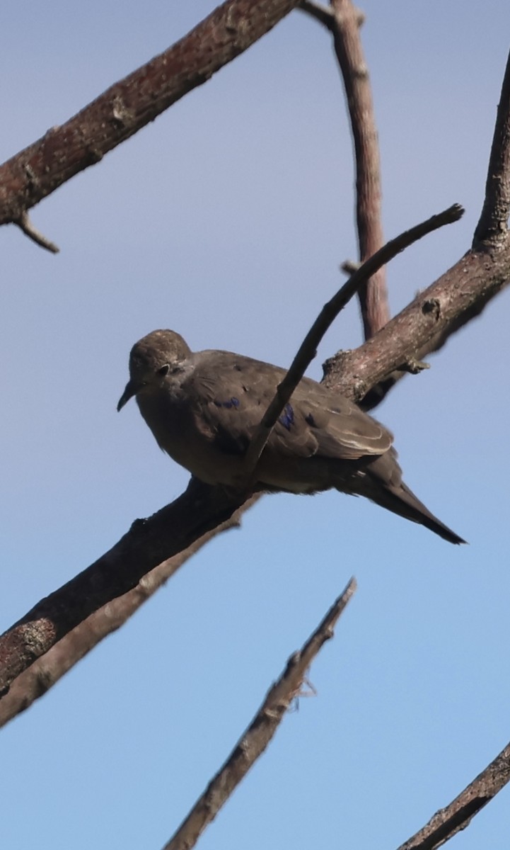 Plain-breasted Ground Dove - ML645164926
