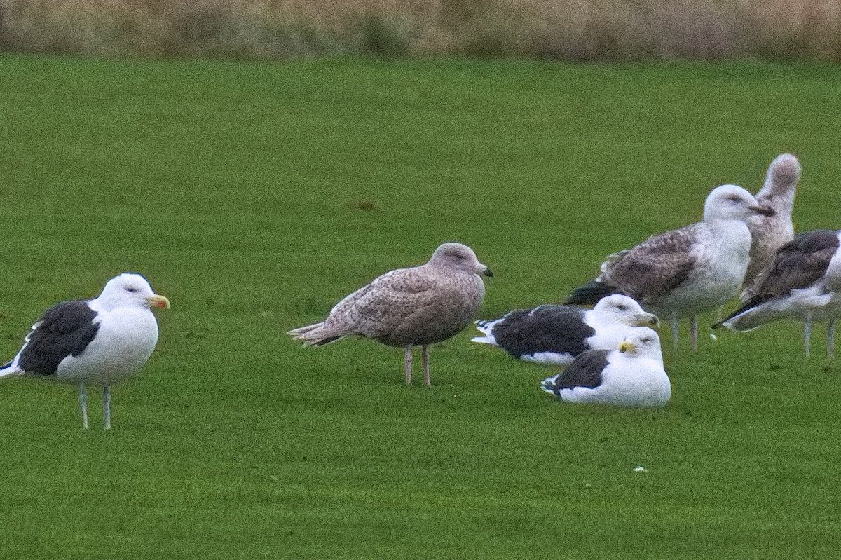 Gavión Hiperbóreo - ML645164927