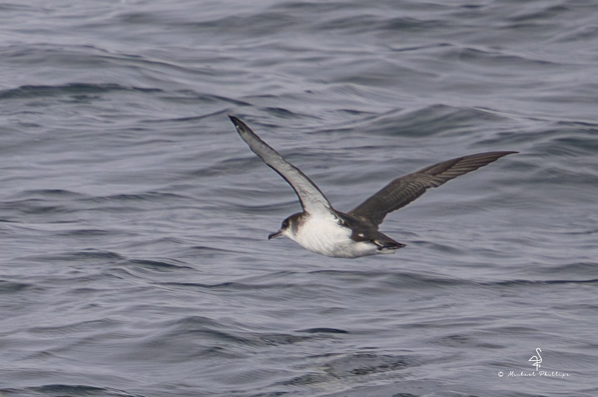 Gabai arrunta - ML645164929