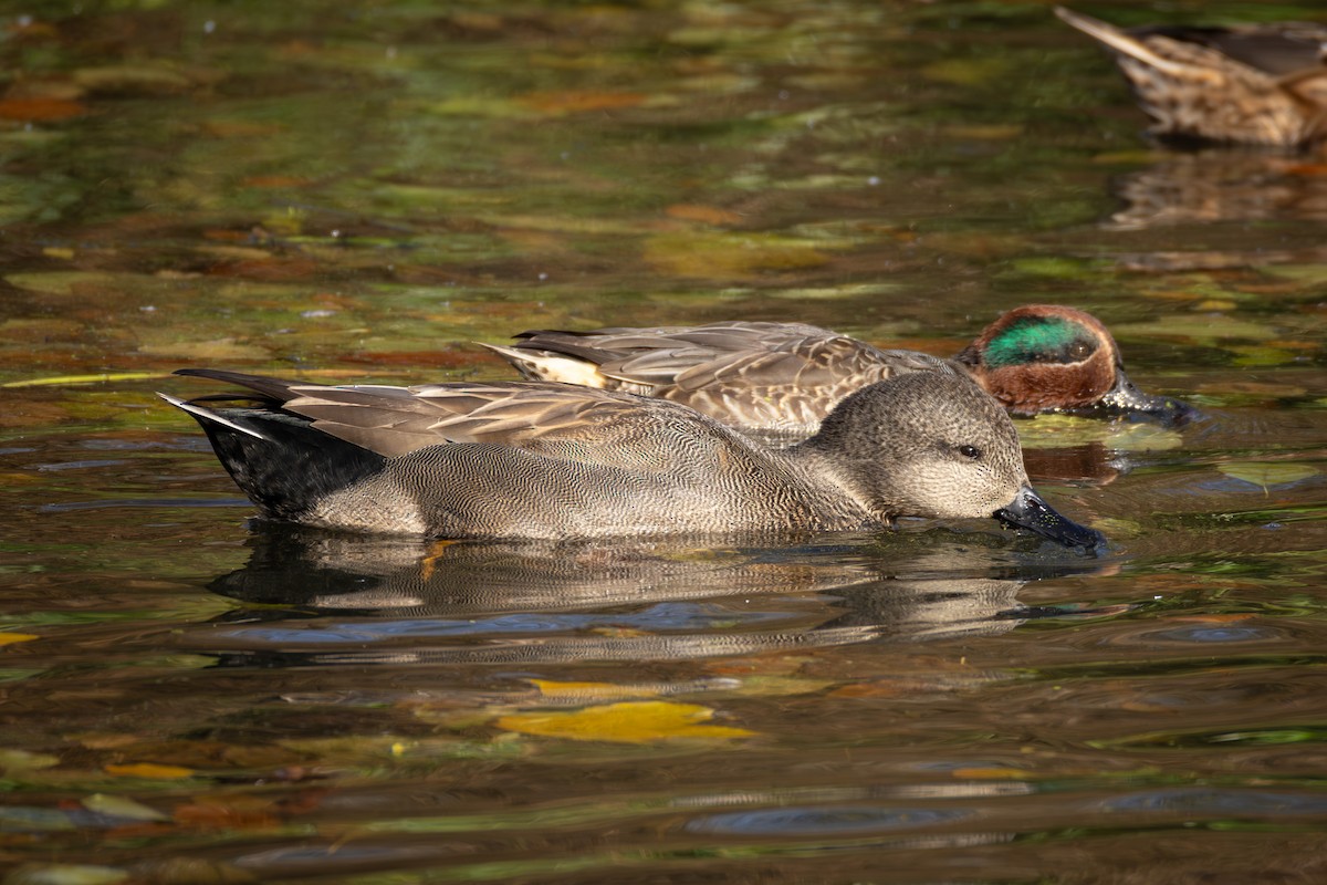 kopřivka obecná - ML645164934