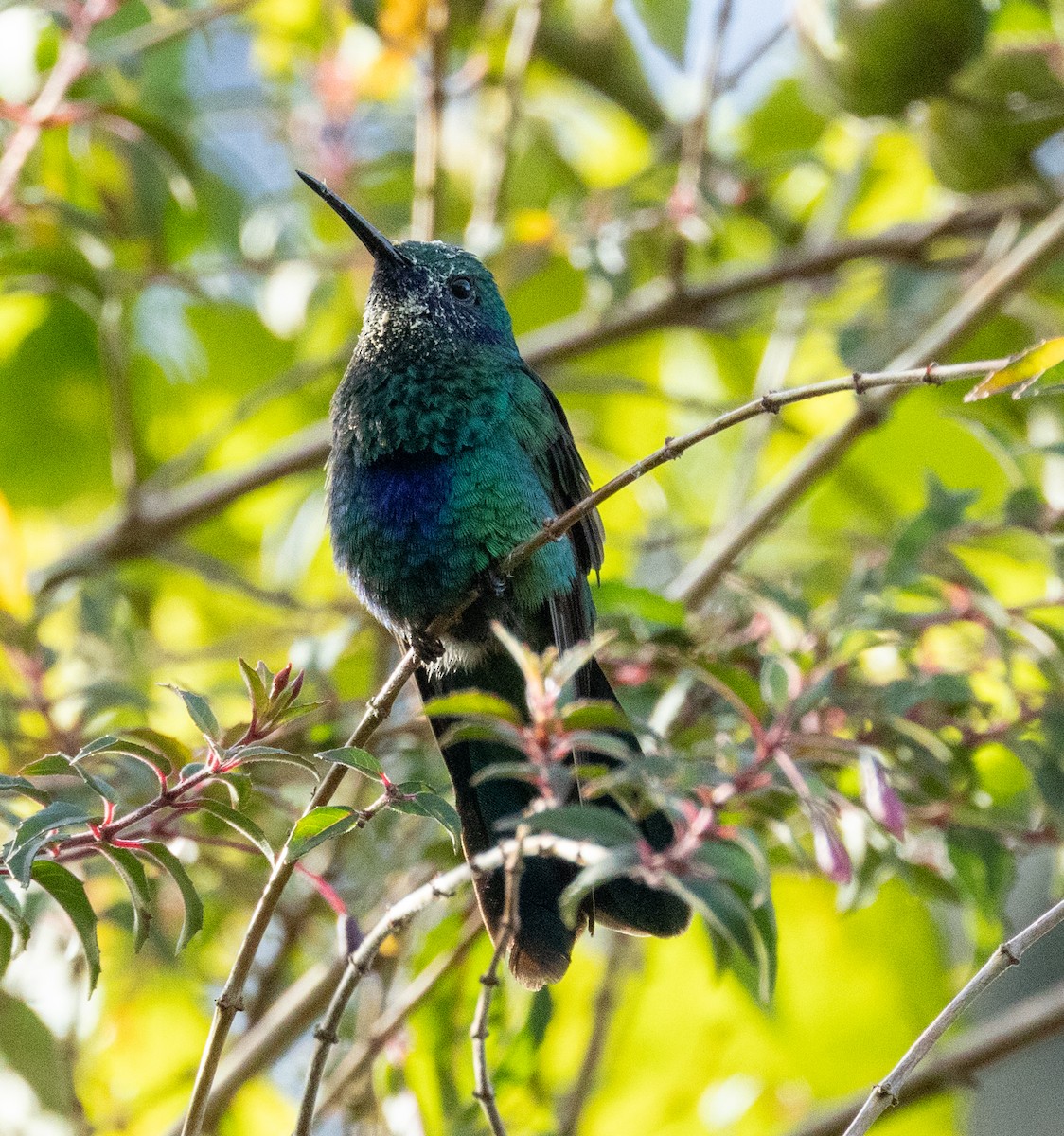 fiolørekolibri - ML645164950