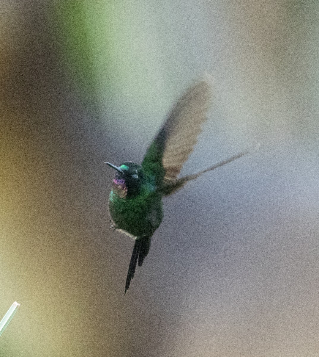 fiolørekolibri - ML645164951