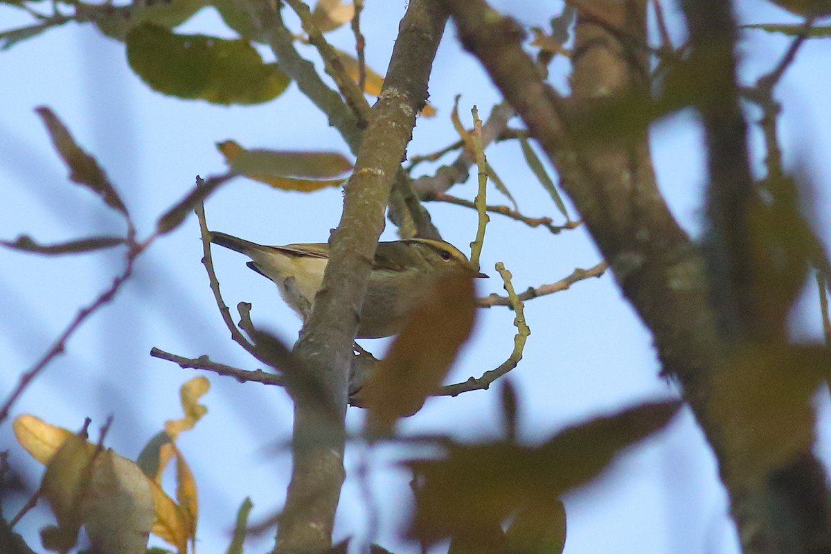 Pallas's Leaf Warbler - ML645164958