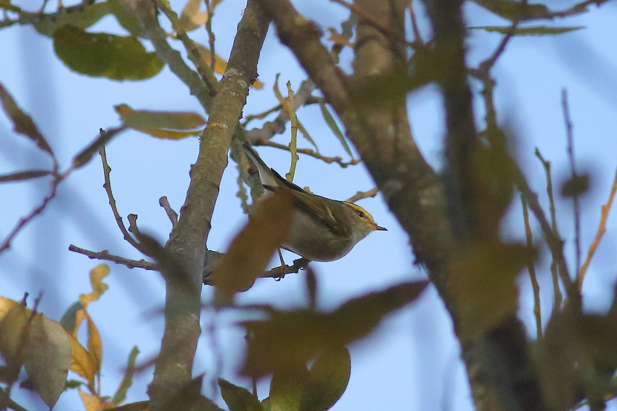 Pallas's Leaf Warbler - ML645164959