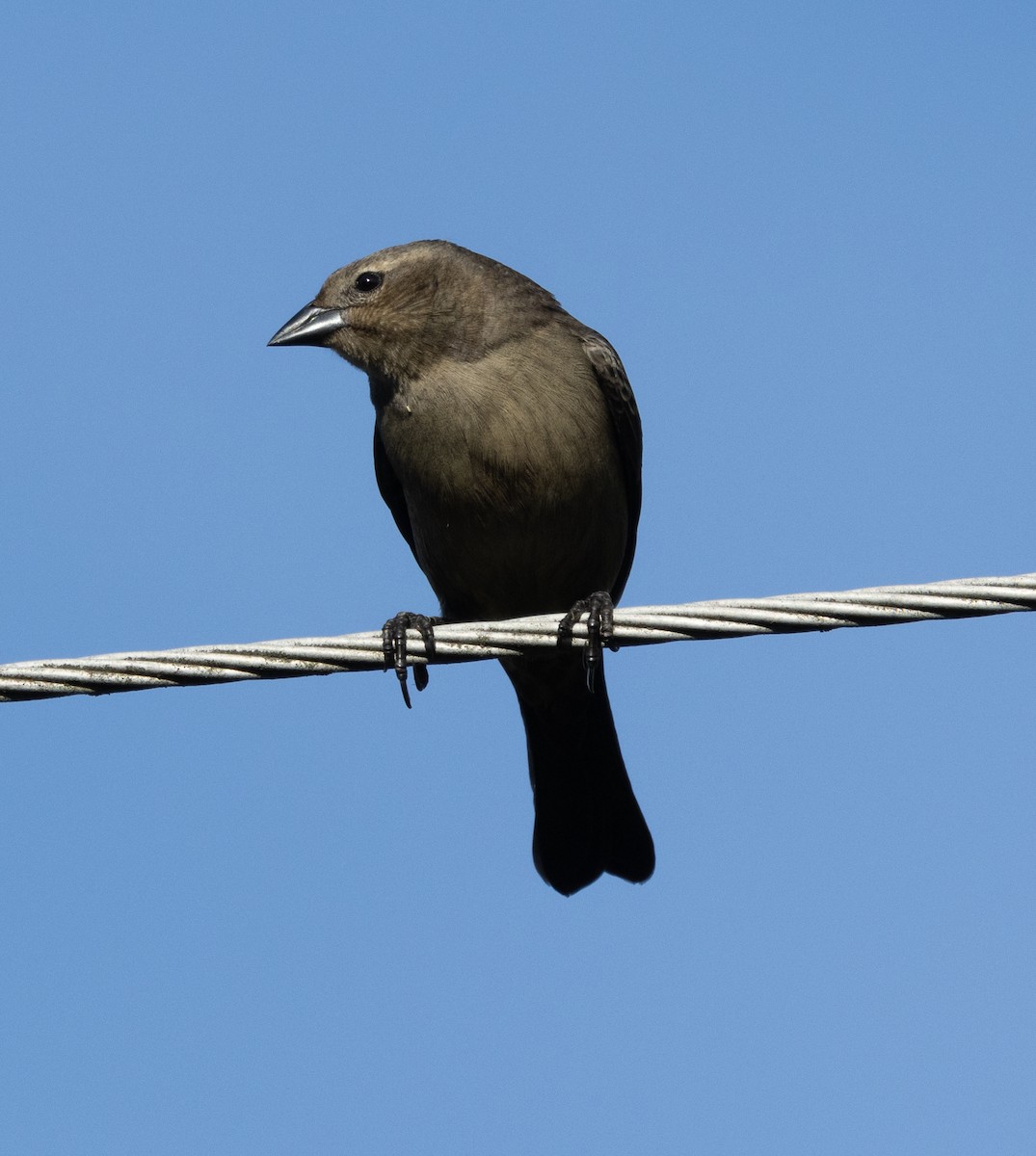 Shiny Cowbird - ML645164978