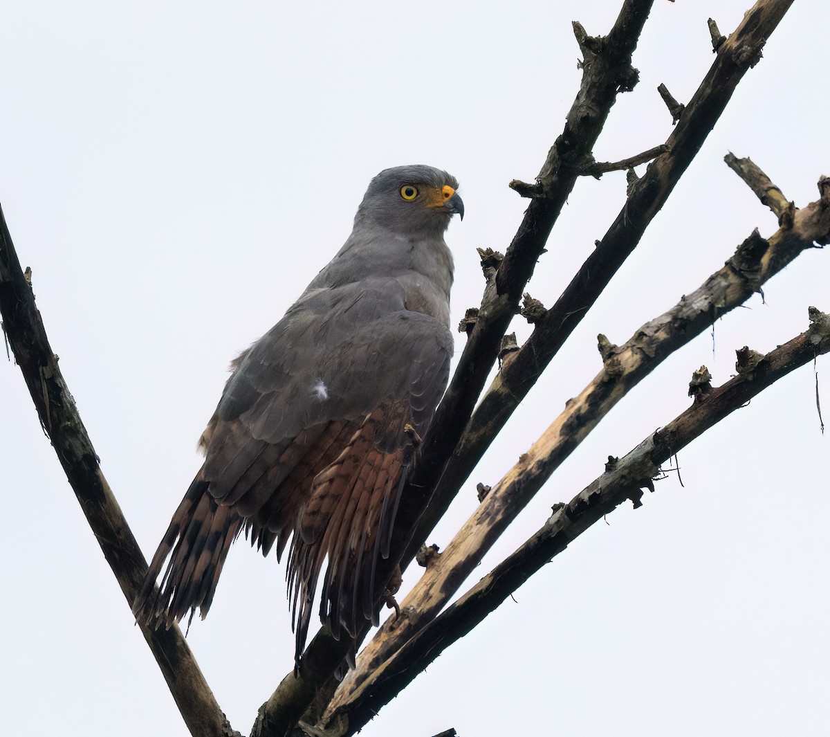 Yol Şahini - ML645164981