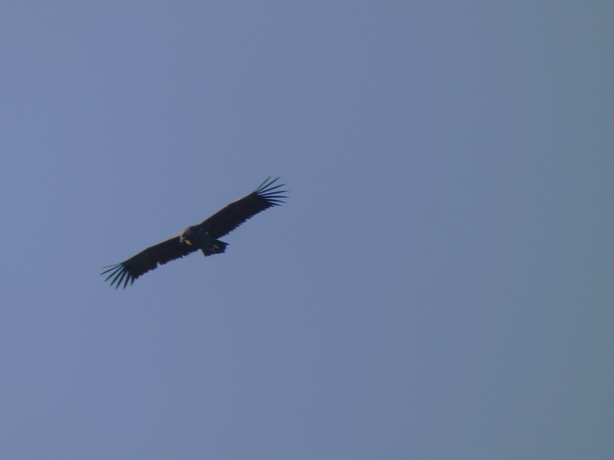 sup hnědý - ML645164986