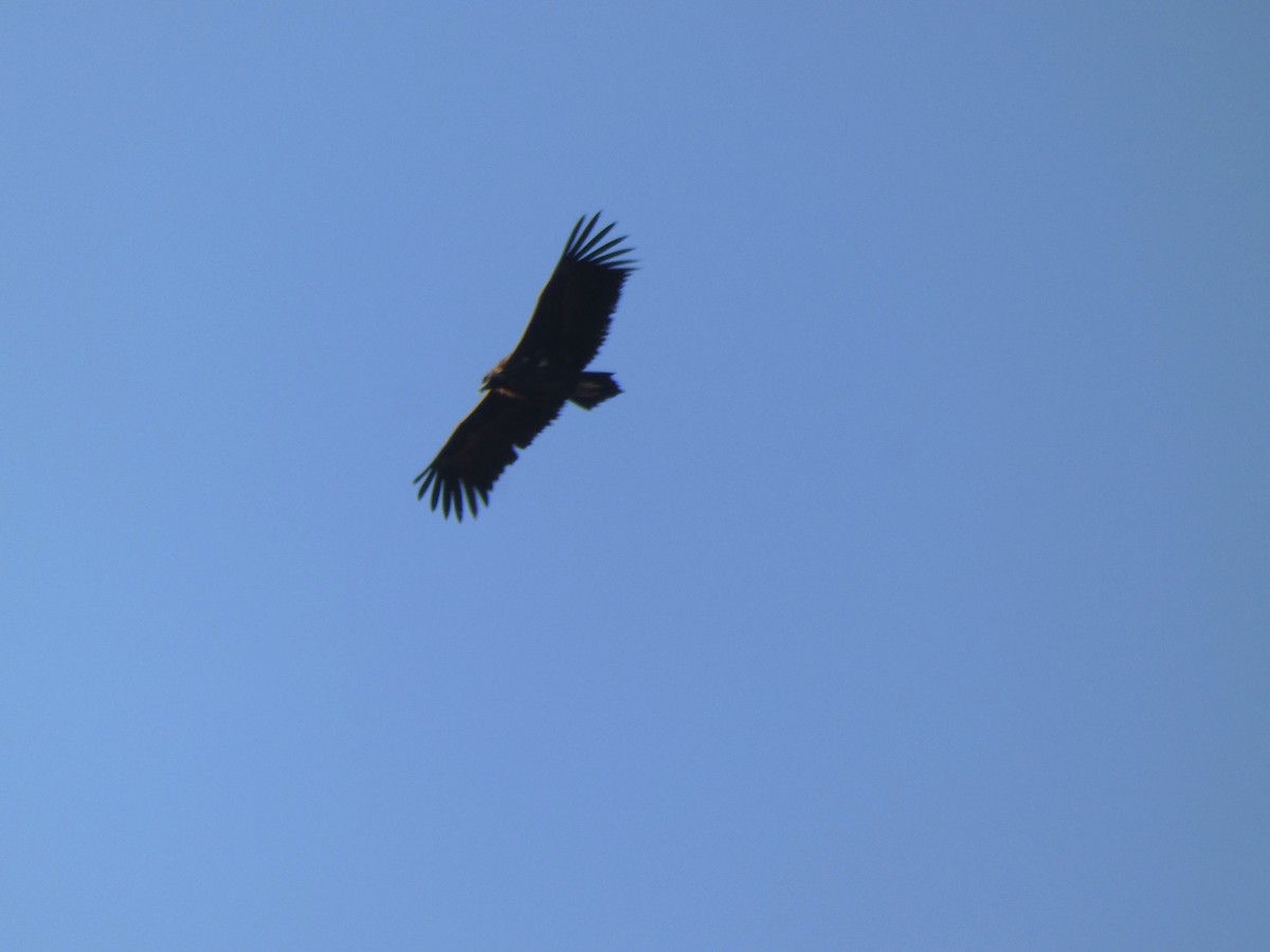 sup hnědý - ML645164987