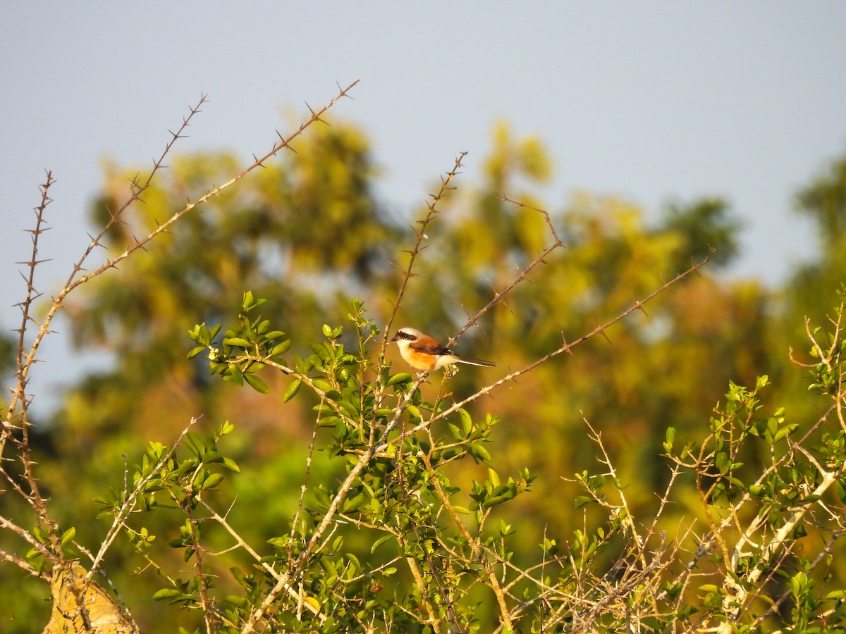 Pie-grièche à bandeau - ML645165027