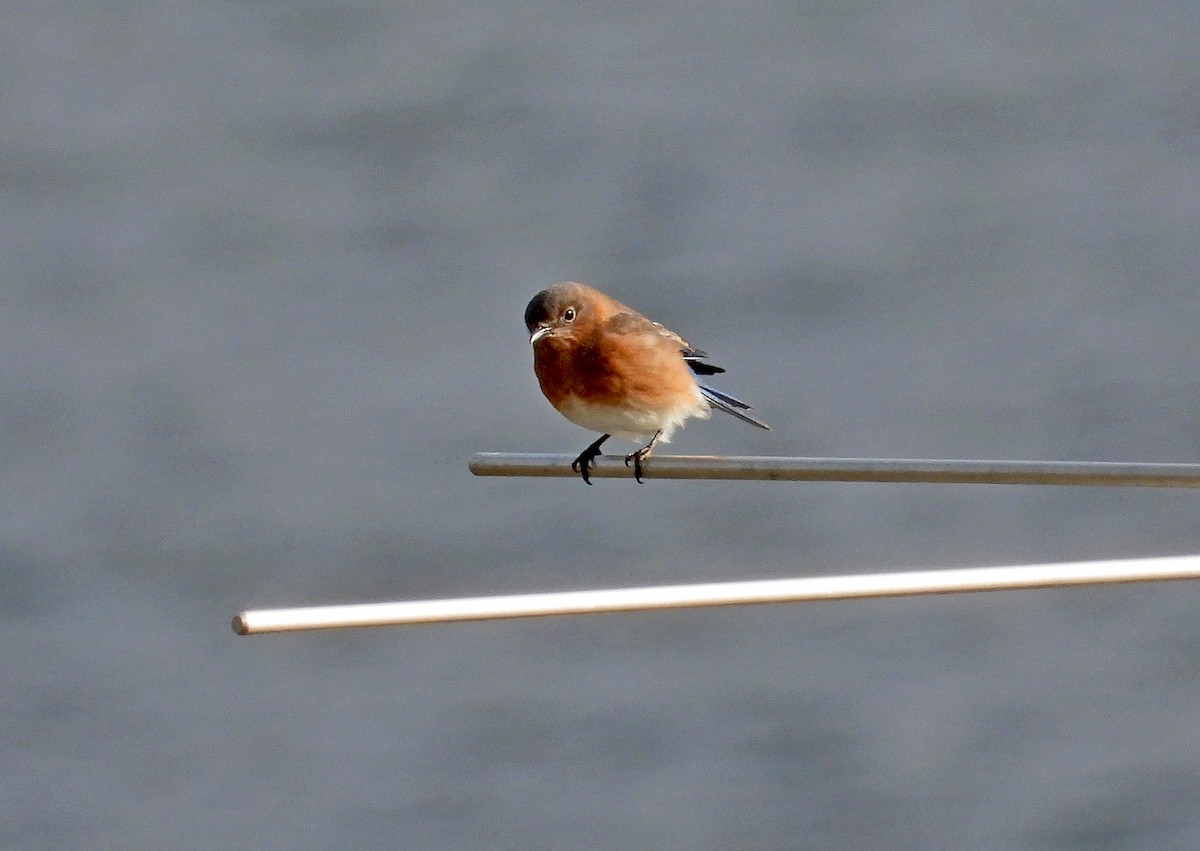 Eastern Bluebird - ML645165066