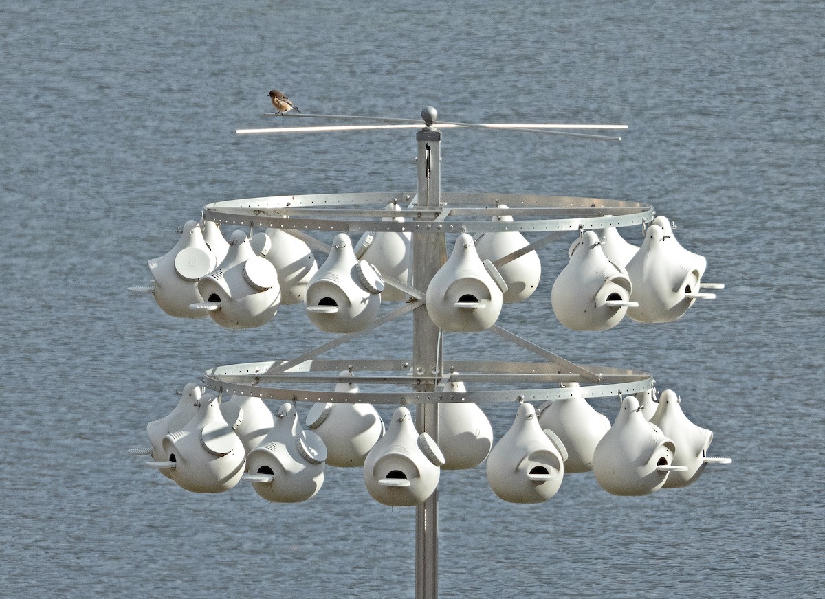 Eastern Bluebird - ML645165069