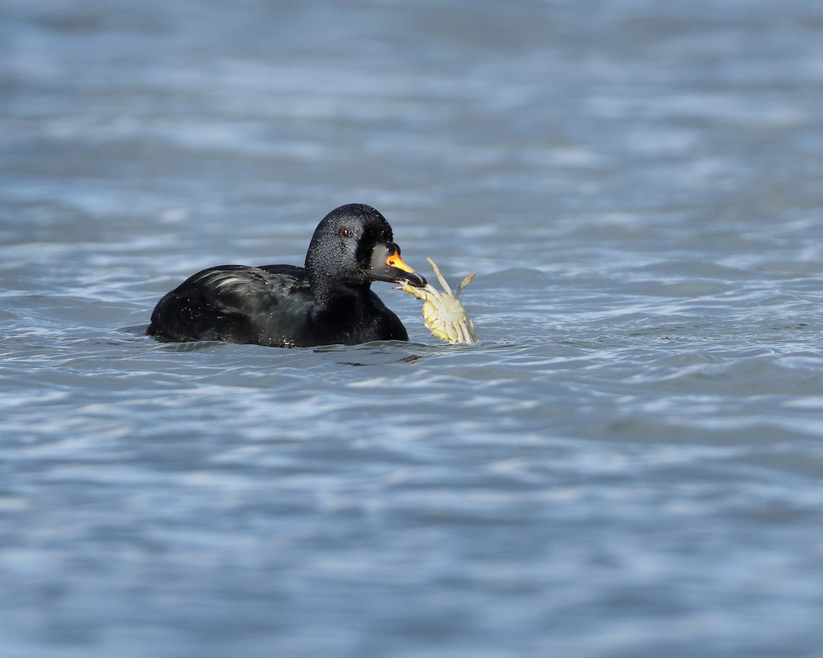 Ahatebeltz eurasiarra - ML645165071