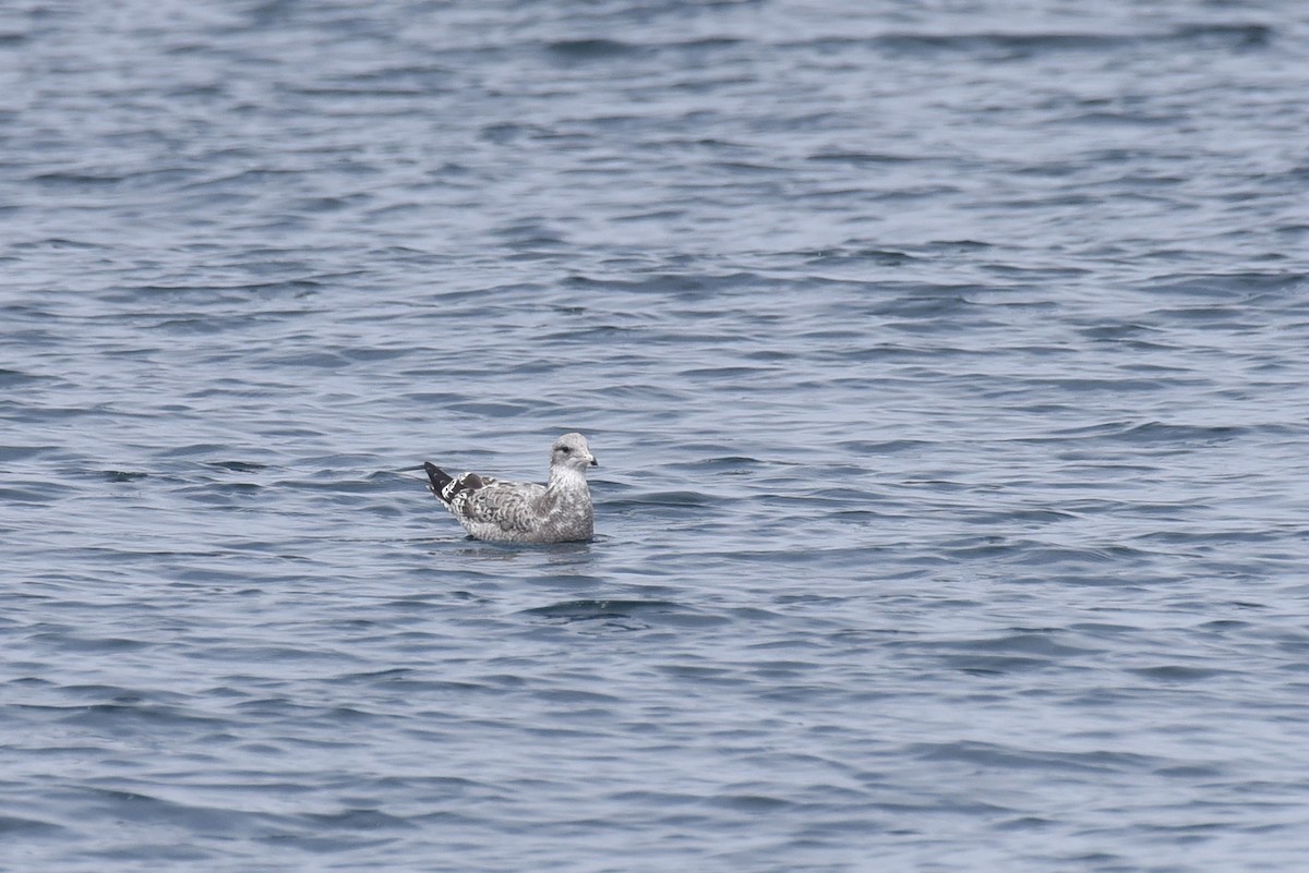 California Gull - ML645165087