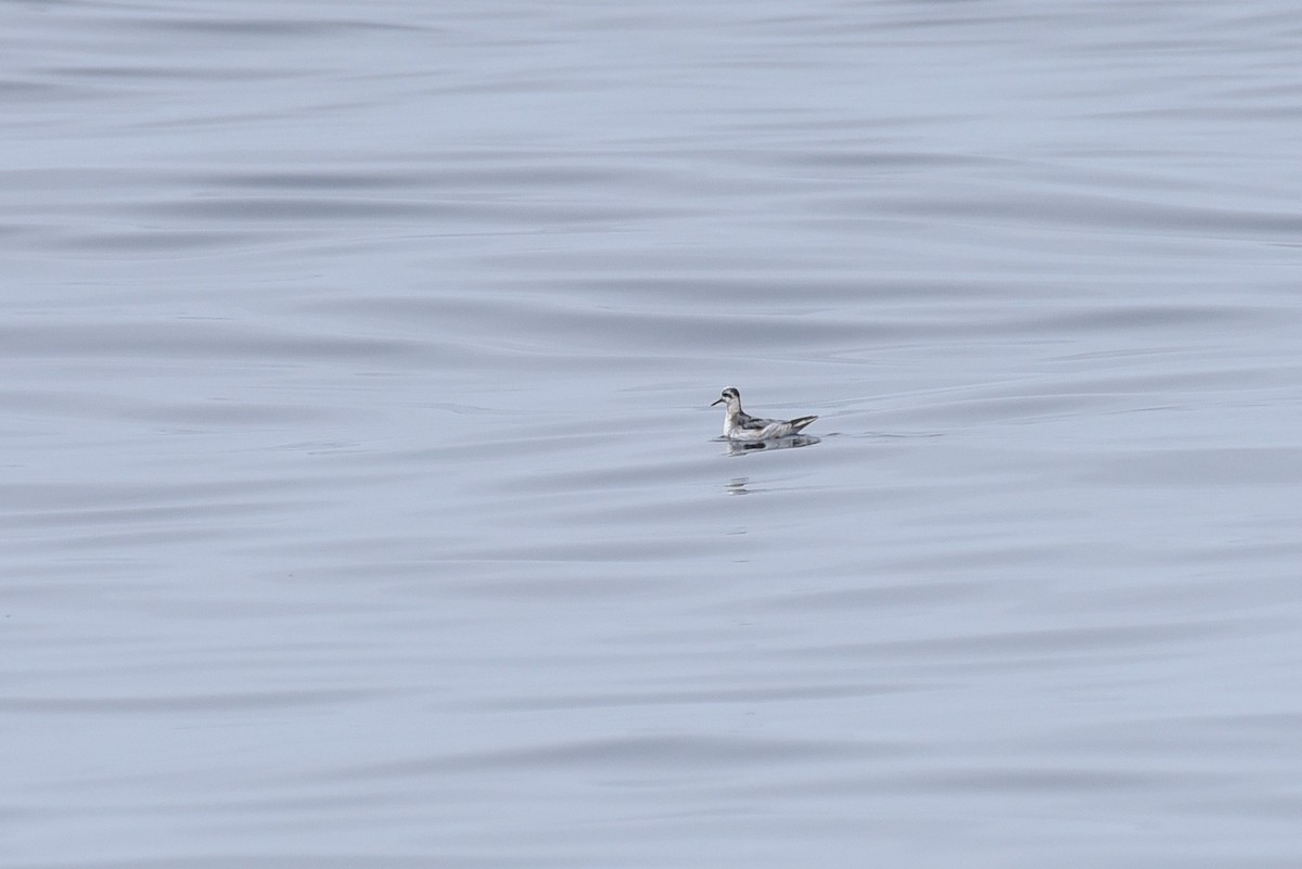Red Phalarope - ML645165088