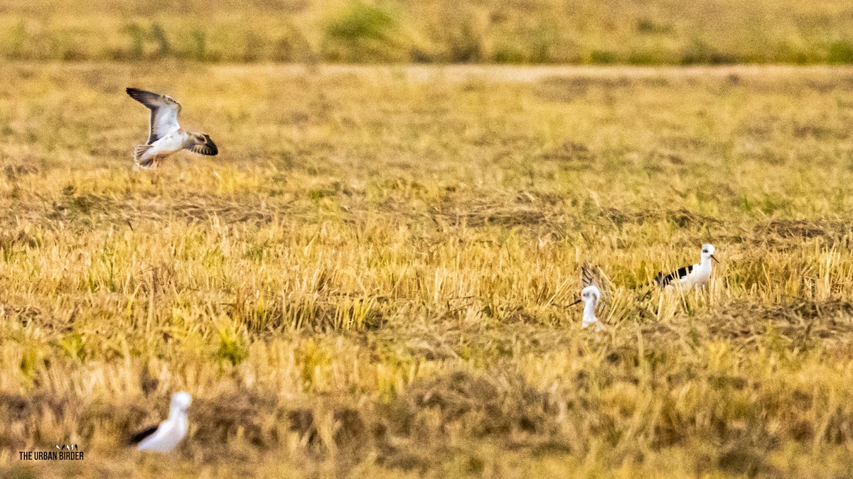 jespák bojovný - ML645165092