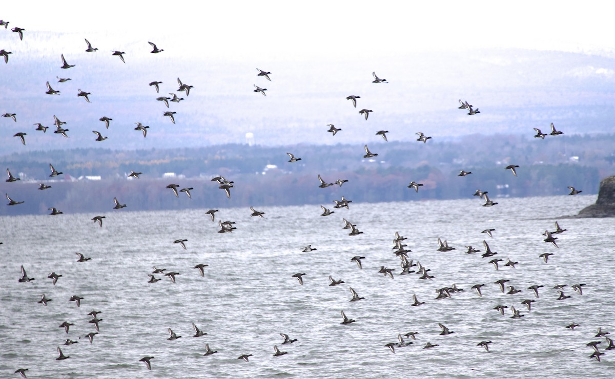 Greater/Lesser Scaup - ML645165102
