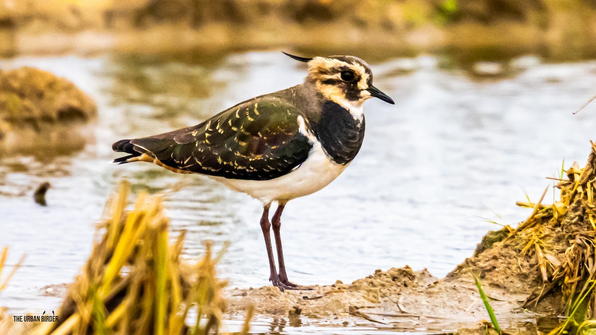 čejka chocholatá - ML645165103