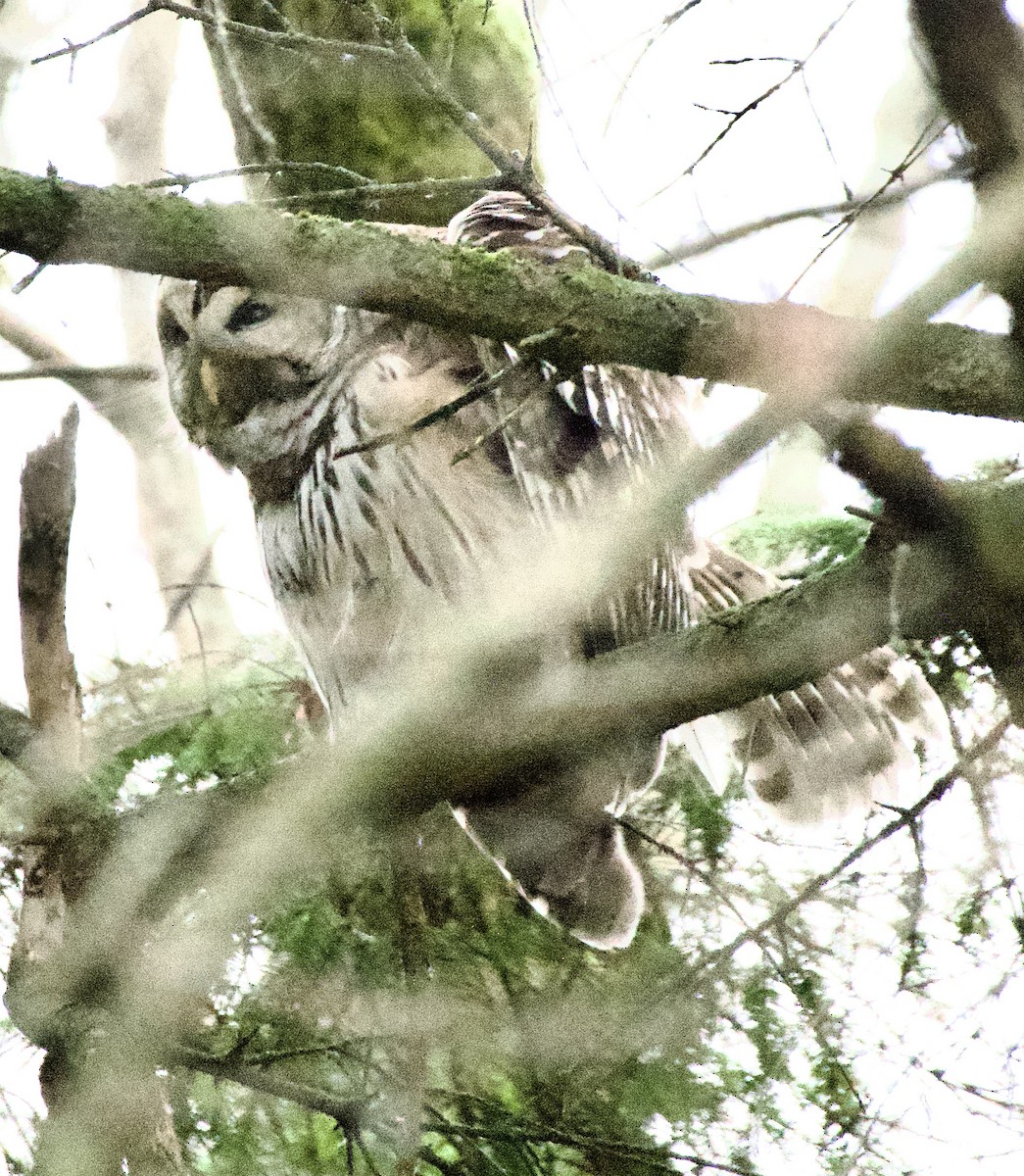 Barred Owl - ML645165108