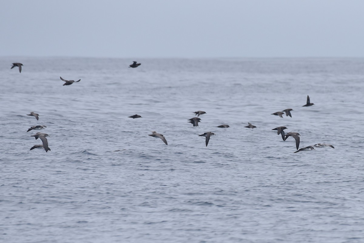 Pink-footed Shearwater - ML645165120