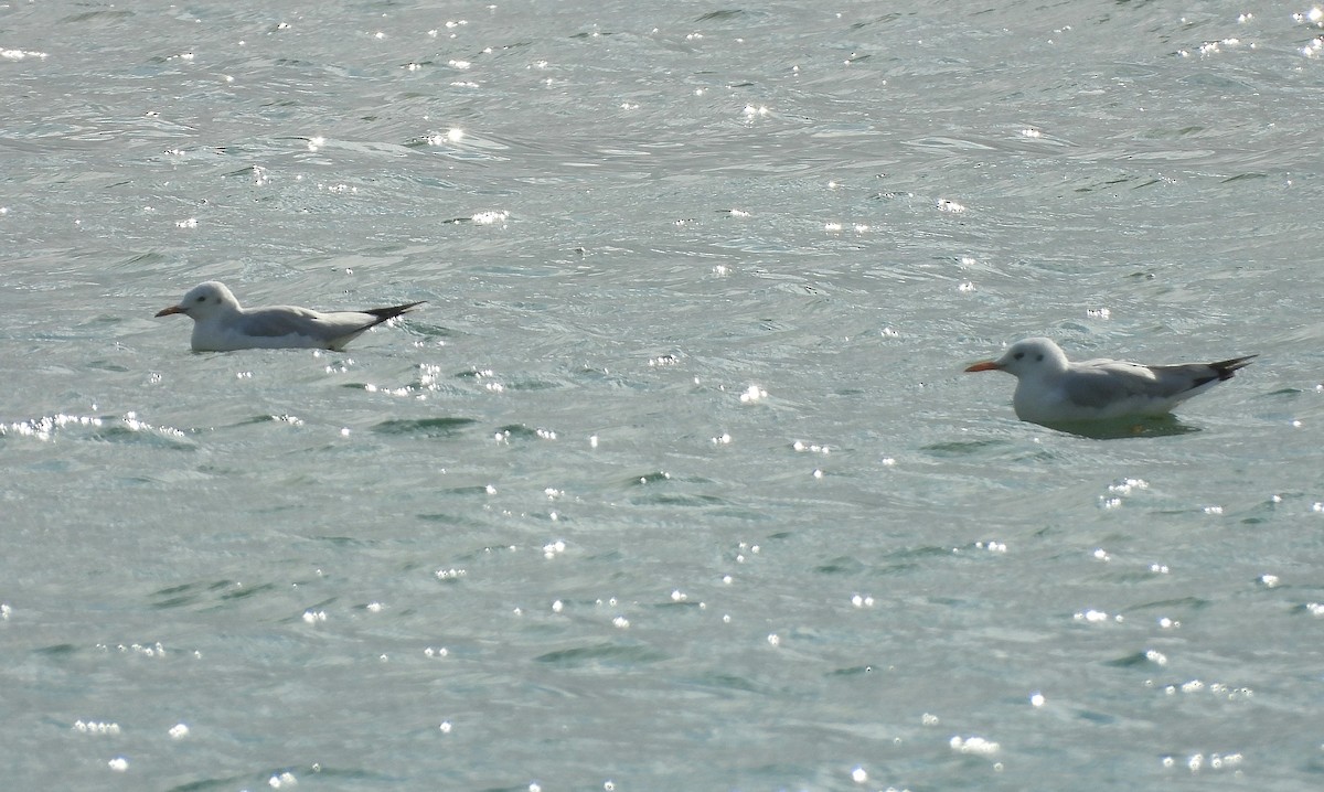 Slender-billed Gull - ML645165123