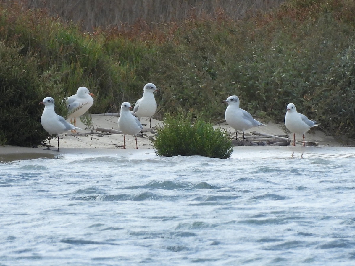 Mediterranean Gull - ML645165132