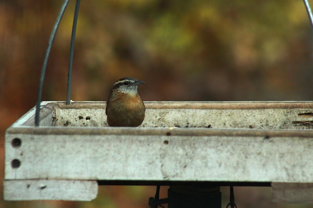 Carolina Wren - ML645165135