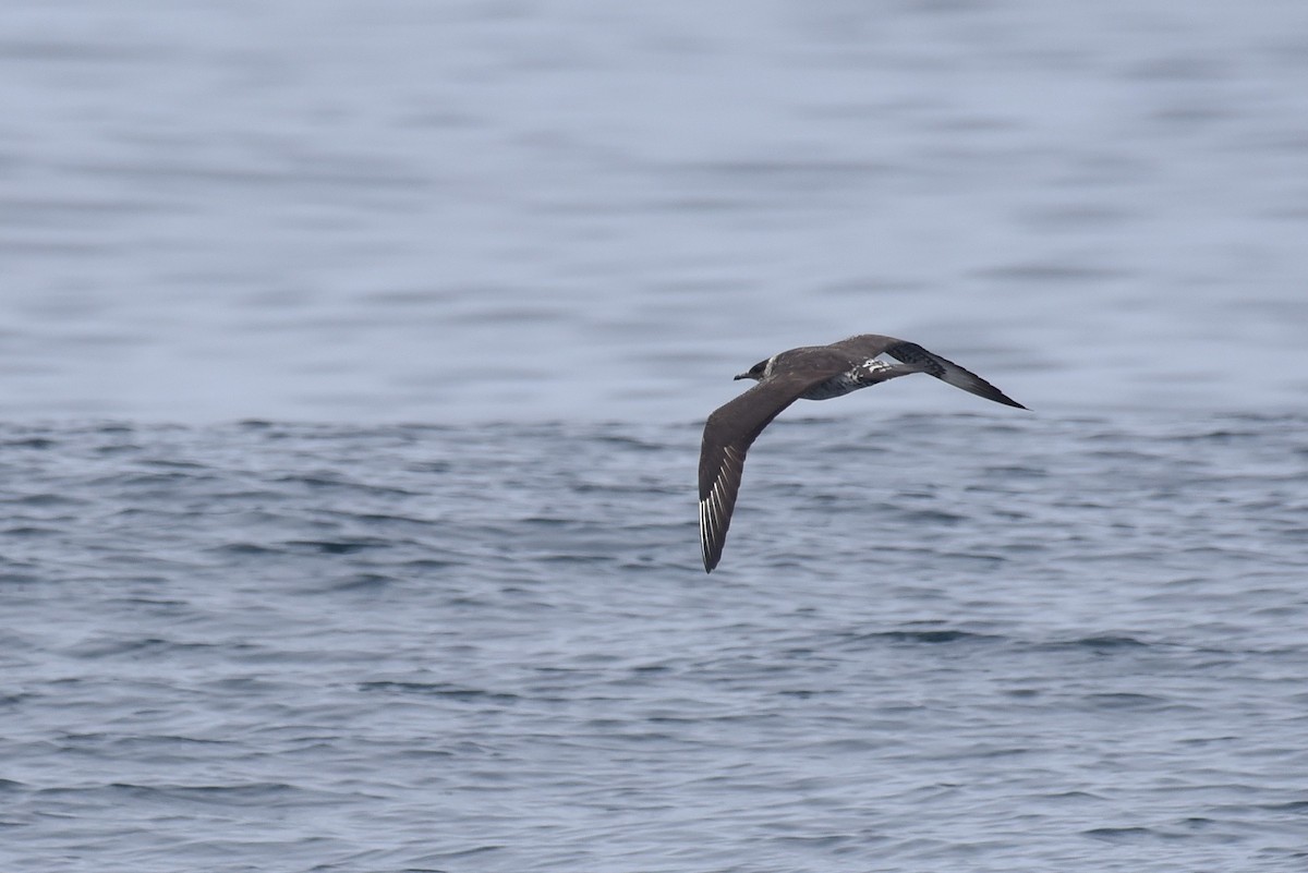 Parasitic Jaeger - ML645165136