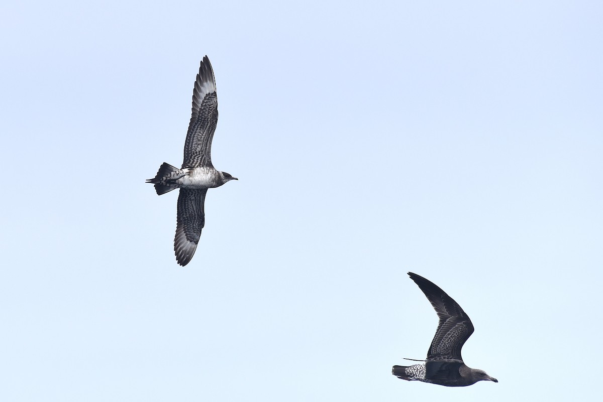 Parasitic Jaeger - ML645165137