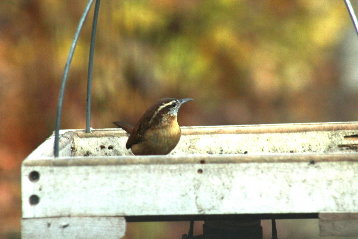 Carolina Wren - ML645165142