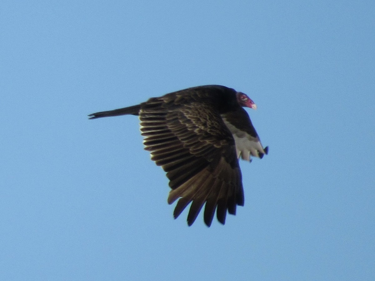 Turkey Vulture - ML645165144