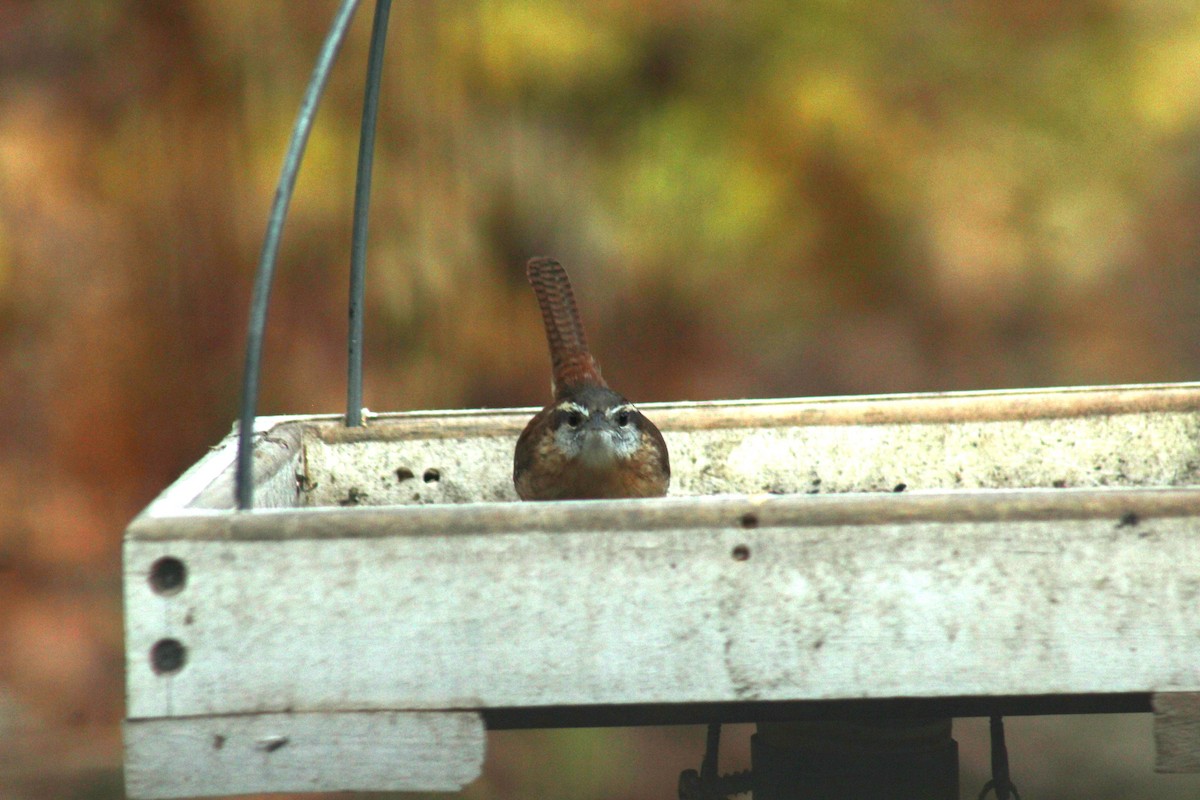 Carolina Wren - ML645165145