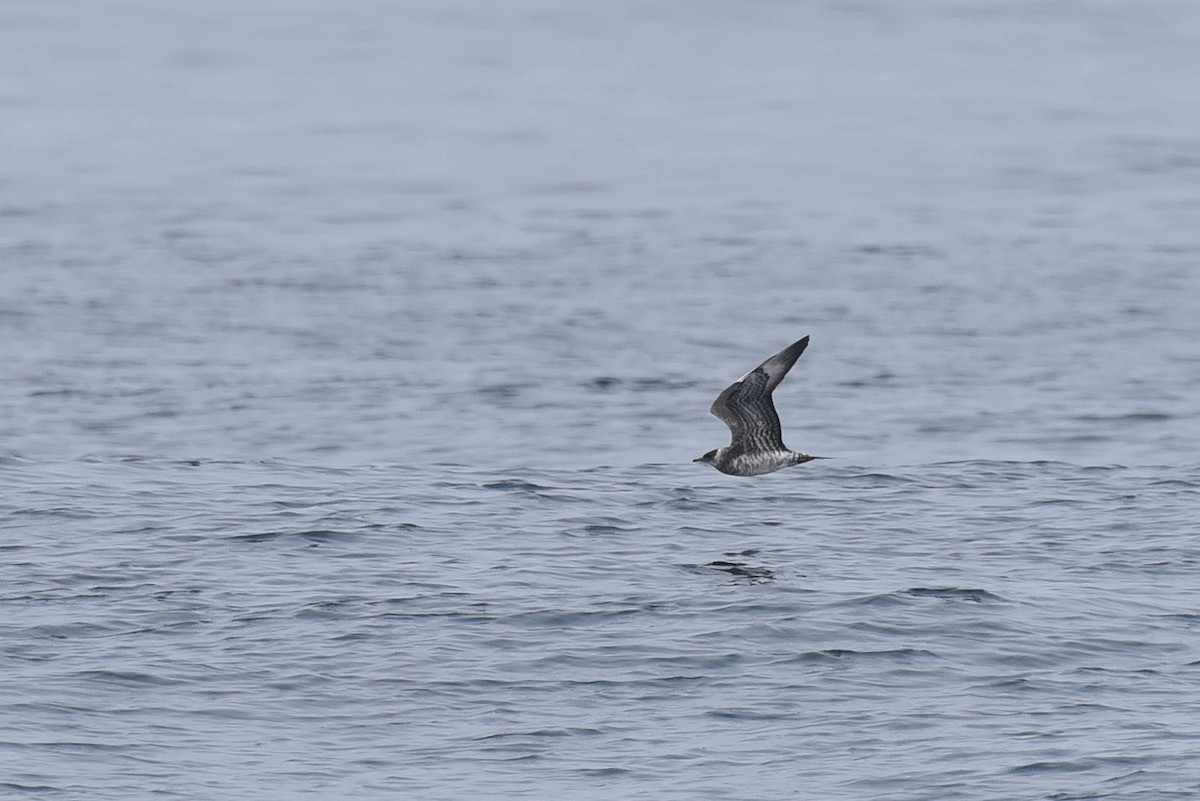 Parasitic Jaeger - ML645165146