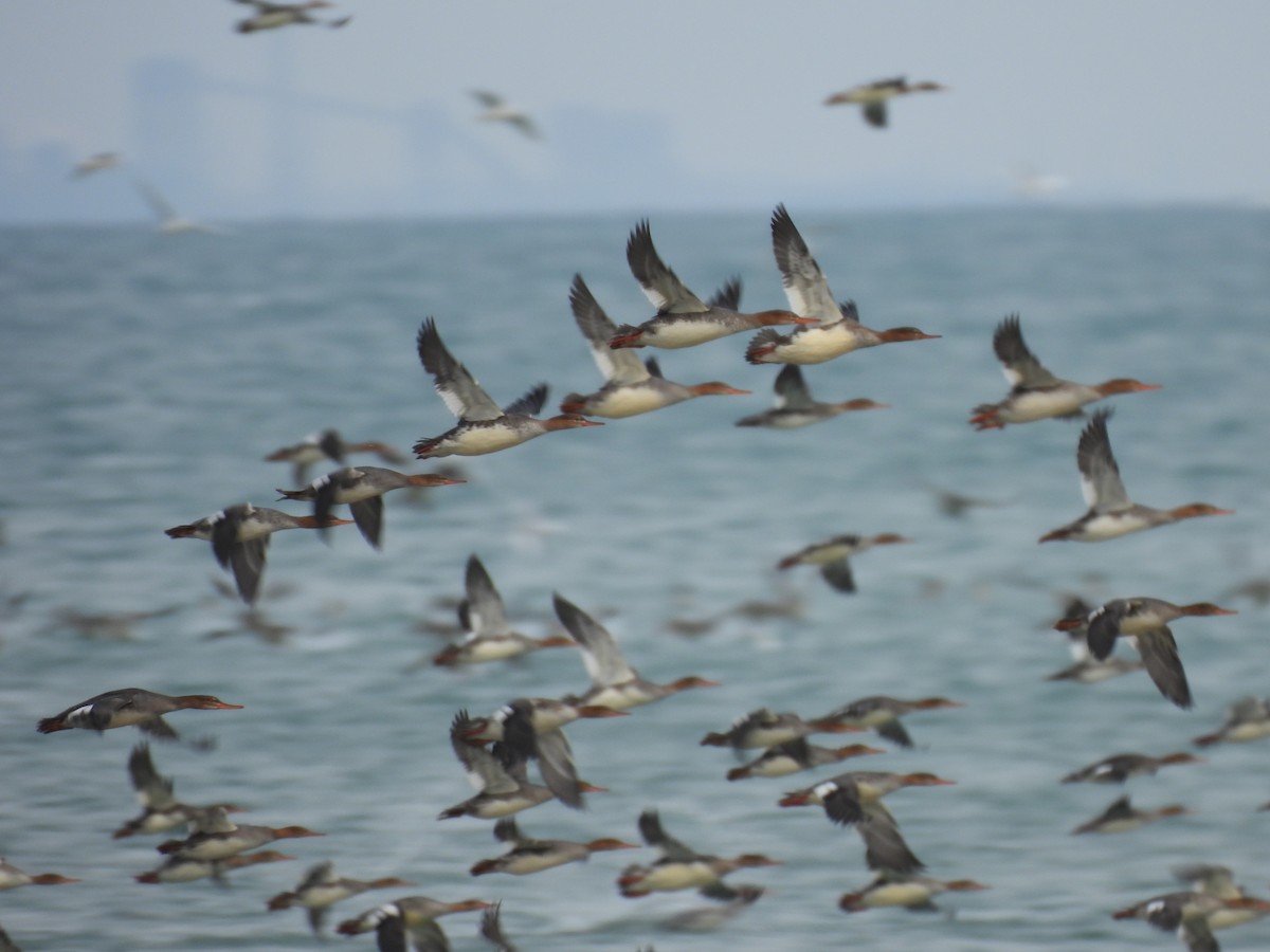 Red-breasted Merganser - ML645165149