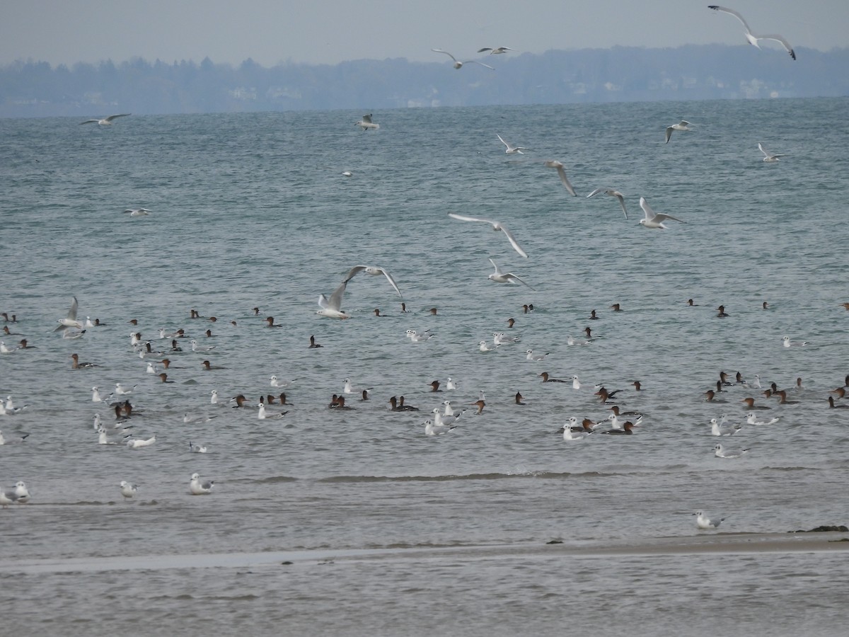 Red-breasted Merganser - ML645165150