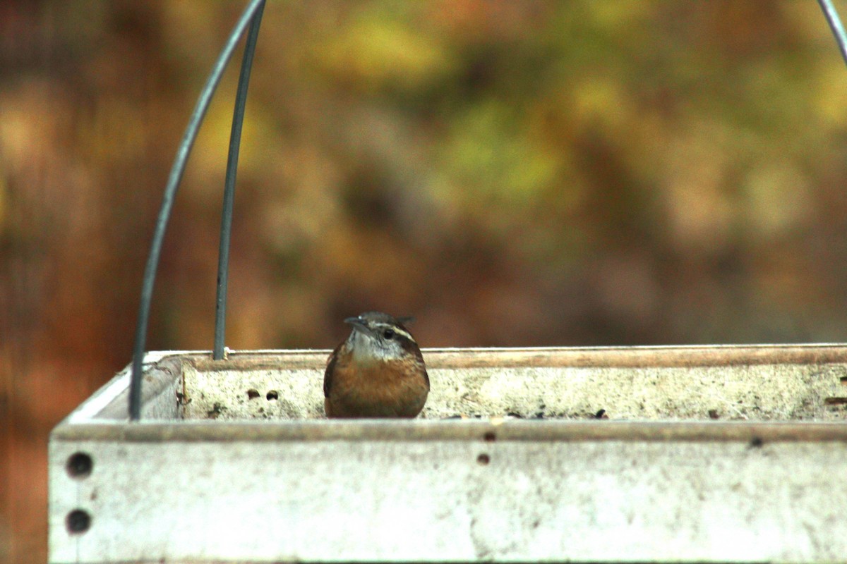 Carolina Wren - ML645165152