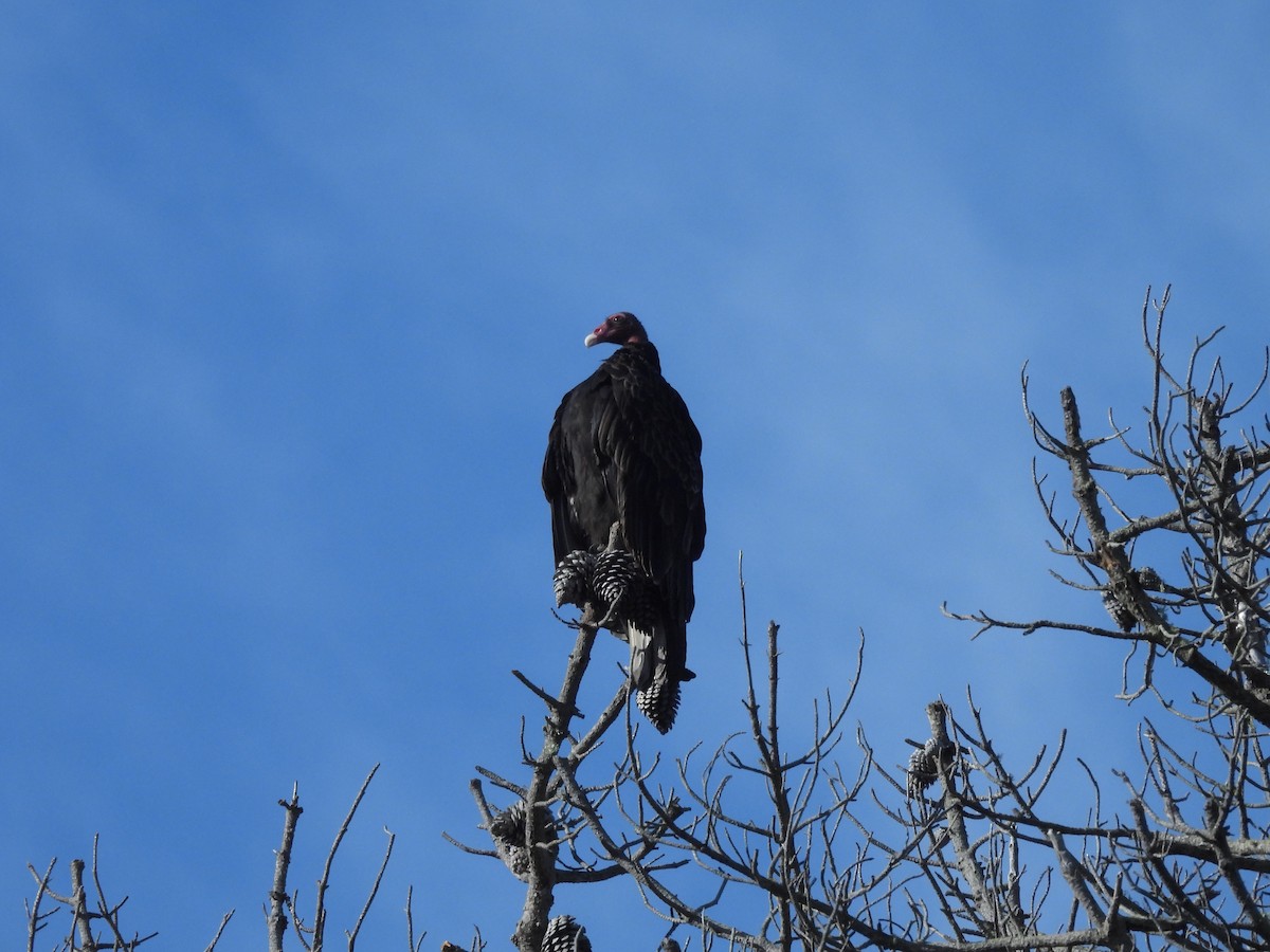 Turkey Vulture - ML645165156